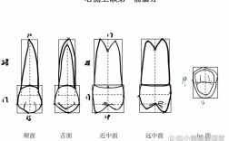 上颌尖牙牙体预备的关键方法及操作步骤有哪些？