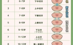 全口牙掉了要种几颗