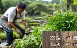 种植牙卡菜是怎么回事？如何快速解决？