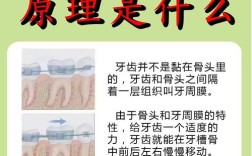 牙齿稀疏矫正的原理究竟是什么？牙齿移动排齐的具体机制是怎样的？