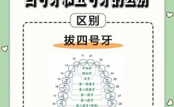 正畸拔牙要拔几颗牙