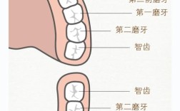 多颗牙齿缺失后，有哪些修复方法？哪种更适合不同情况？需要注意哪些问题？