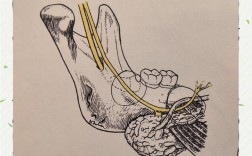 拔牙麻醉方法有哪些？如何选择安全有效的？