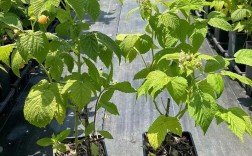 复盒子怎么种？新手必看的种植方法步骤详解！