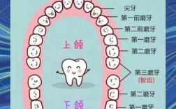 种牙全程大概需要多长时间？