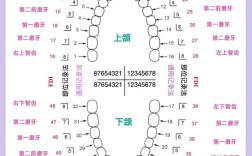 牙的记录方法通常包含哪些具体步骤？