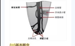 临床上如何准确确认根管长度的常用方法有哪些？