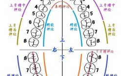 如何有效缓解牙神经疼？有哪些安全可靠的家庭护理方法？