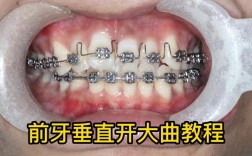 大鼠正畸牙移动力量如何影响牙齿移动效率？