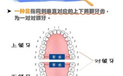 正畸中为什么要强调打开咬合？它对牙齿排列、咀嚼功能及颌面健康究竟有何关键作用？