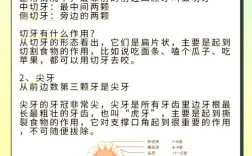 牙的分类方法具体有哪几种类型？