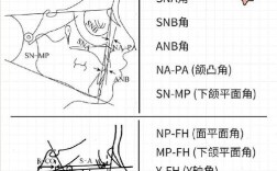 正畸头影测量标志点