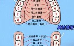 拔牙矫正牙齿需要多久