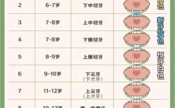 牙齿自然脱落后一般需要多久才能进行种牙？