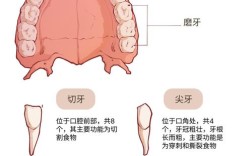 矫正牙齿拔牙数量怎么定？一般需要拔几颗合适？