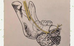 拔牙神经方法有哪些？哪种更安全高效？