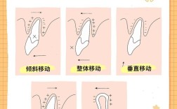矫正中牙齿移动遵循哪些核心规律？