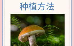 口磨种植方法图片欣赏，图片能清晰展示有哪些具体种植步骤和技巧？