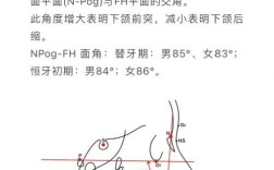 正畸下牙槽座点位置
