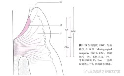 种植牙生物学宽度图片能直观展示什么关键信息？