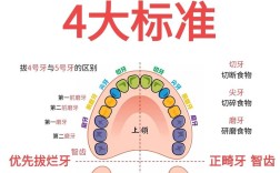 正畸为何要末端回弯