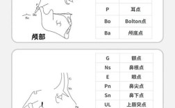 口腔正畸N点代表