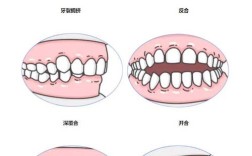正畸牙齿编号位置图