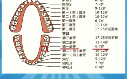 牙掉了多久种牙