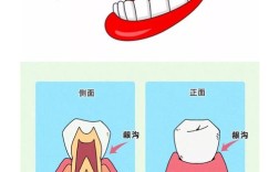 矫正牙齿后，一天究竟要刷几次牙才够？