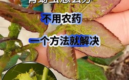 日常如何有效防治牙虫？实用方法有哪些？