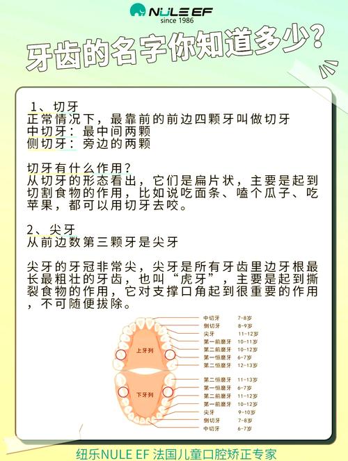 牙的分类方法具体有哪几种类型？-图1