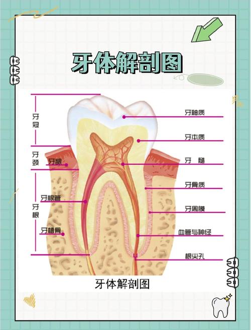 牙的分类方法具体有哪几种类型?-图3 牙的分类方法具体有哪几种类型?-图3