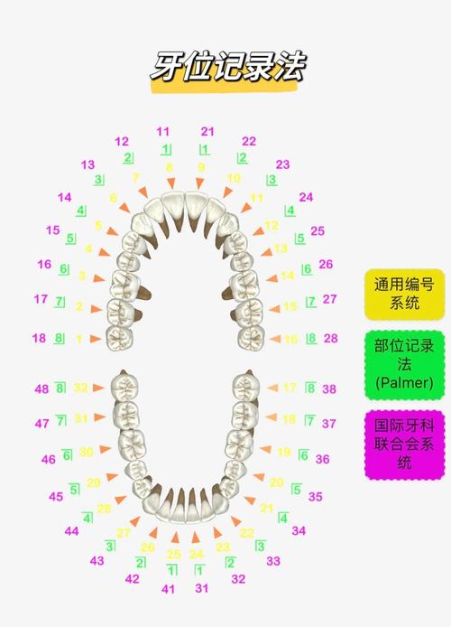 记录牙方法中46具体指哪颗牙齿？-图1
