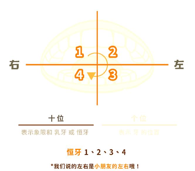 记录牙方法中46具体指哪颗牙齿？-图3