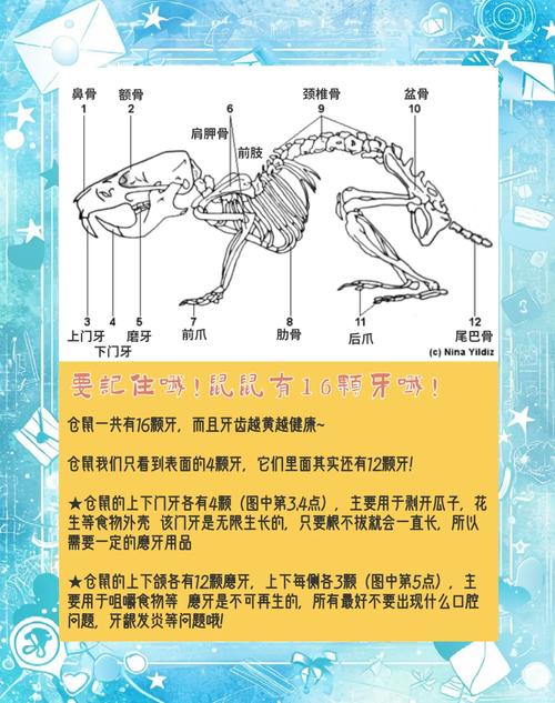 治疗老鼠牙哪种方法效果最好？-图3