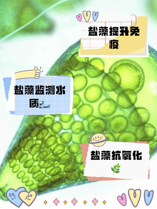 什么方法让藻酸盐不变形-图1