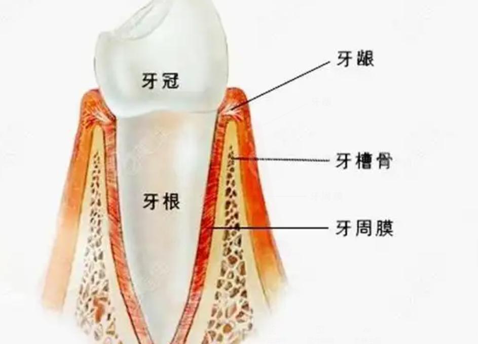 种牙植骨后骨头完全长成需要多长时间？-图2