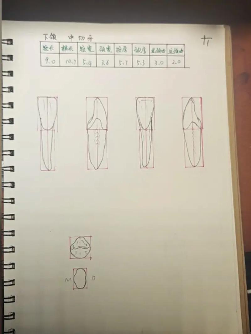 乳下颌中切牙拔除的方法步骤有哪些？-图2