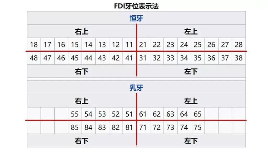 口腔牙位数字记录方法是什么？如何快速记忆与应用？-图2