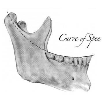 正畸spee曲线是什么-图3