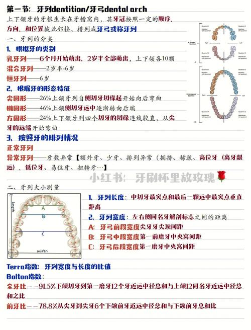 牙列的三种基本类型分别是什么?-图3 牙列的三种基本类型分别是什么?-图3