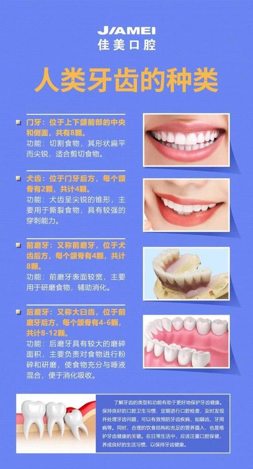牙列的三种基本类型分别是什么?-图1 牙列的三种基本类型分别是什么?-图1