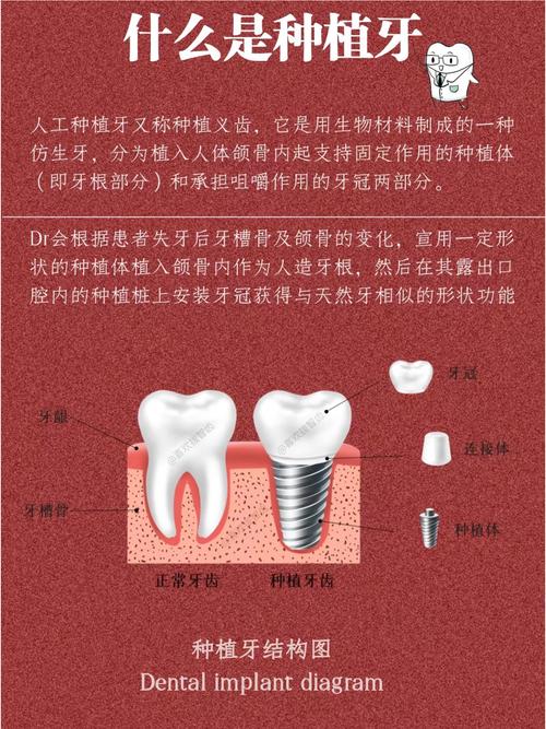 种牙有几部分组成的-图2