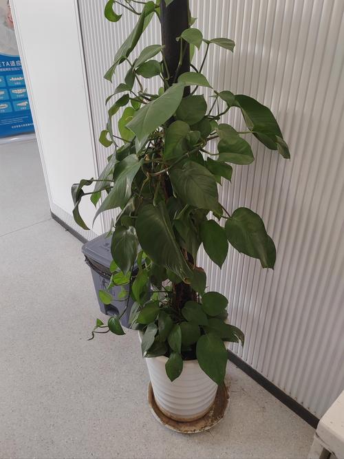 北京口腔医院正畸电话是多少?急求告知!-图3 北京口腔医院正畸电话是多少?急求告知!-图3