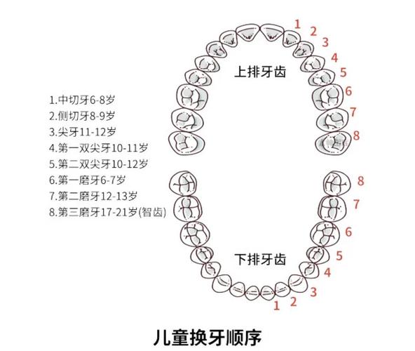 正常种多少颗牙合事-图2 正常种多少颗牙合事-图2