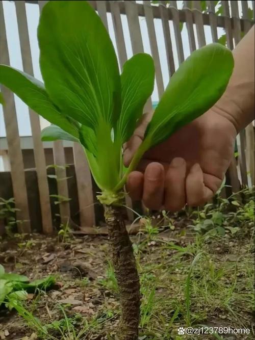 上海种植最简单方法-图1
