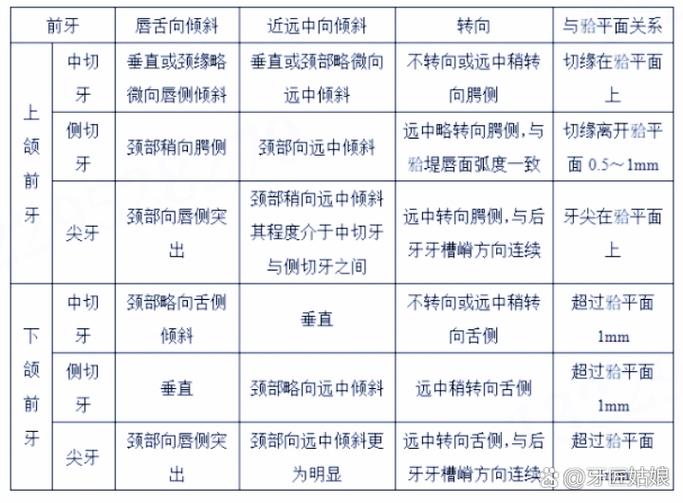 前牙排牙的具体方法-图2