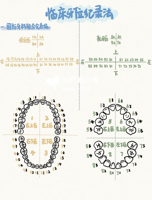 如何正确使用美国牙位记录方法？-图1