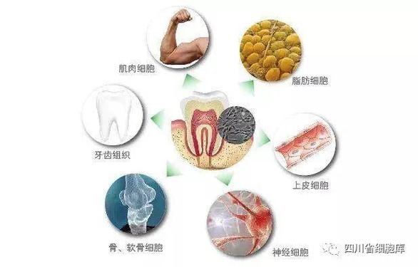 牙髓干细胞采集方法有哪些？采集流程及注意事项是什么？-图2