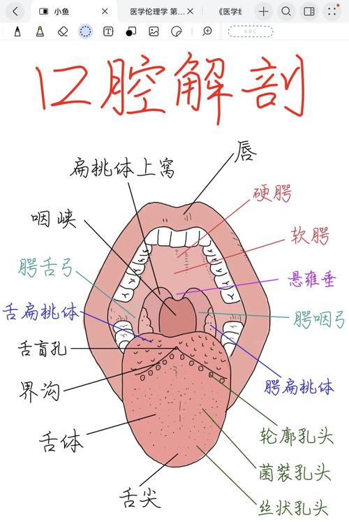 什么是正确的口腔护理方法？图解详解刷牙、牙线使用及日常护理技巧-图2